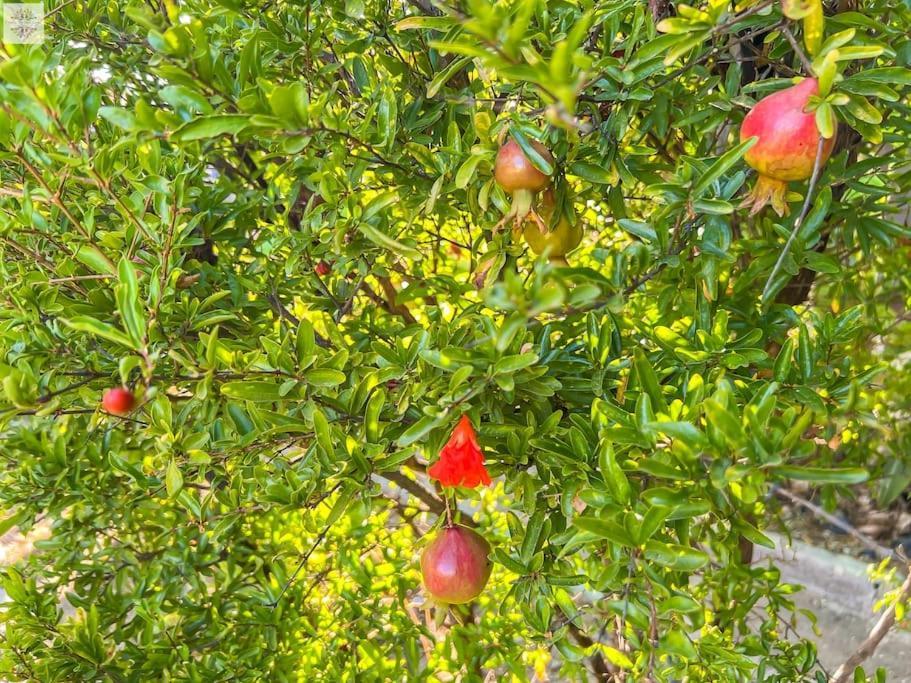 Finca Tierra Sana 에스테포나 외부 사진